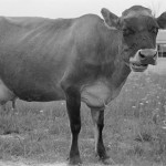 Cows, Quarks, and Divine Simplicity