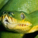 Do Christians Believe in Talking Snakes?