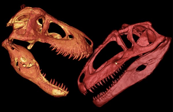 trex-giganotosaurus-comparison1